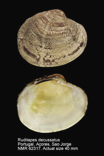 Venerupis decussata (2).jpg - Ruditapes decussatus(Linnaeus,1758)